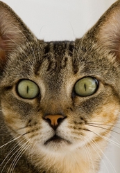 AnimalsCreatures _0083