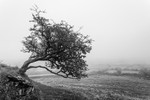 Lone Tree in Mist Brentor-RLP35508