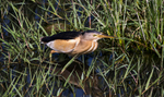 Little Bittern