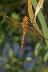 Brown Hawker