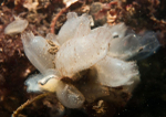 Ascidiella aspersa