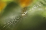Orb web 2