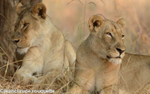 Lionnesses