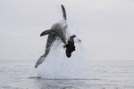 Great White Shark begins somersault during breach, Mossel Bay