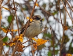 House Sparrow