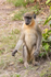 Patas Monkey
