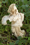 Helvella crispa