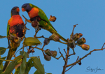 Lorikeet Gumnuts 4