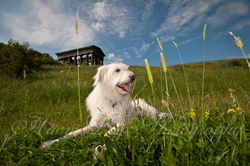 Kasper's Walkies! portfolio