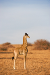 Baby Giraffe Nairobi National Park