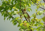 Marsh Warbler