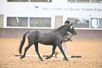 Class 14 - SSADL In Hand Championships portfolio