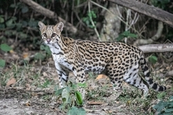Ocelot Standing