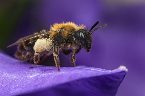 [i]Andrena bicolor[/i] second-generation female. Campanula flower, Staffordshire garden, June 2015.