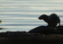 Otters, Isle of Mull, Scotland