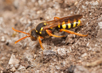N. goodeniana (f)