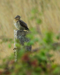 Wryneck portfolio