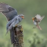 7 Cuckoo Robin confrotation 30 