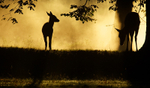 Early Morning Life In The Woods 730912422