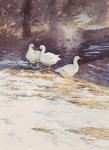 Winter Geese