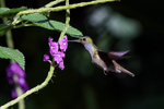 Charming Hummingbird h...