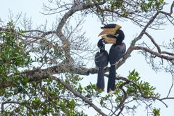 Malabar Pied Hornbill