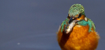 KINGFISHER NO 22