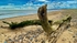 Driftwood ~ Suffolk Beach 1