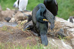 Shag and chicks