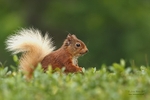 J Red Squirrel September