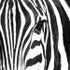 Zebra Barcode...