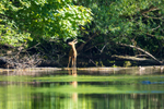 Roe Deer on the River Wear   ref 6829