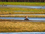 Common Buzzard