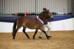 Overall In Hand Championship portfolio