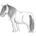 Highland pony