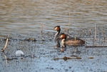 Great Crested Grebes