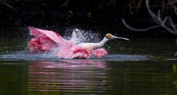 Roseate Spoonbil _0015
