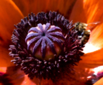 Bee and Poppy