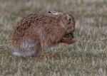Brown Hare