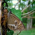 Woodland Brown (Lopinga achine)