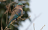 Indian roller