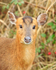 Muntjac Deer close-up, Otmoor RSPB