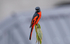 Scarlet Minivet