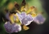 Orchid Zygopetalum Heaven1EE6