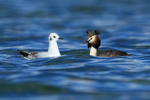 Bonaparte's Gull shadowing Great Crested Grebe, Farmoor