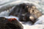 Sally Lightfoot Crab, Isla Lobos, San Cristobal, Galapagos