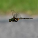 Yellow-spotted Emerald (Somatochlora flavomaculata) M