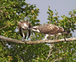 Osprey - Pandion haliaetus