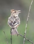 Red-capped Lark