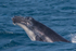 Humpback Calf head-lunge 11. 0A3A9876